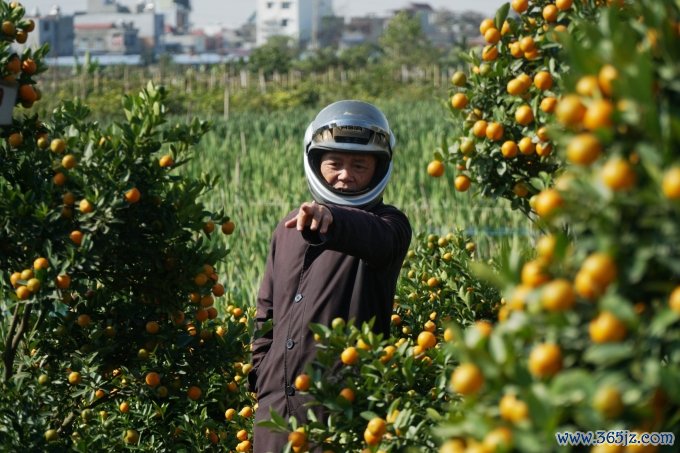 Người dân chọn và đặt cọc quất cảnh Minh Kha để chơi Tết. Ảnh Lê Tân